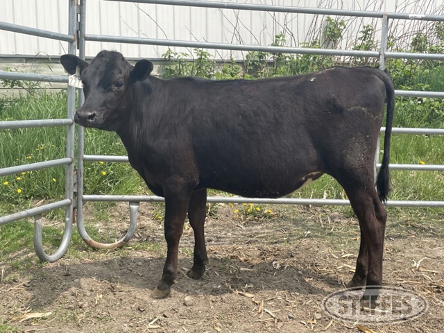 (9 Head) Holstein/Jersey crossbred heifer calves